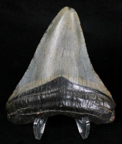 Megalodon Tooth - South Carolina #18404